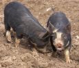 berkshire-piglets.jpg
