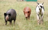 pigs-alpacas1.jpg