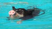 swimming-Kurobuta-pig1.jpg