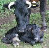 mother-calf.jpg