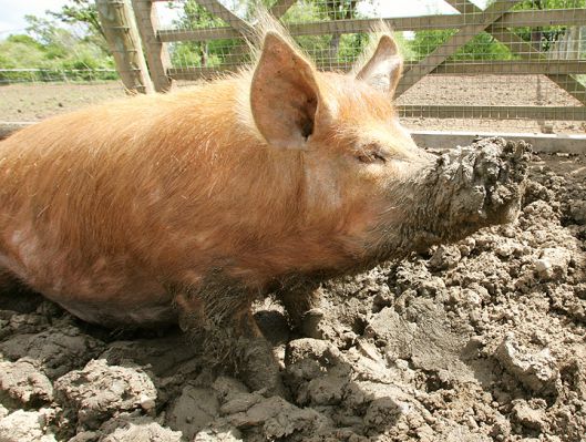 Pig Mud
