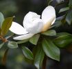 magnolia-blossom.jpg