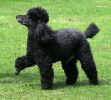 marching-poodle.jpg