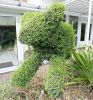 topiary-dog.jpg