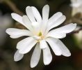magnolia-flower-Easter.jpg