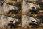 boar-teeth.jpg