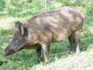 wild-boar-sow.jpg