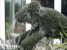 topiary-dog.jpg