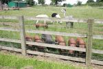 pigs-at-fence.jpg