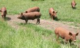 tamworth-boars.jpg