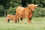 mother-calf2.jpg