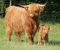 mother-calf5.jpg