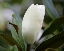 magnolia-bud.jpg