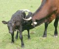 mother-and-calf5.jpg