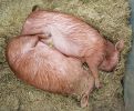 pigs-in-love.jpg