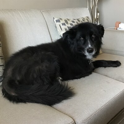 Barney in Arizona
Scottsdale, Arizona, morning of 1 November 2016.
Palabras clave: barney;border collie;arizona;road trip