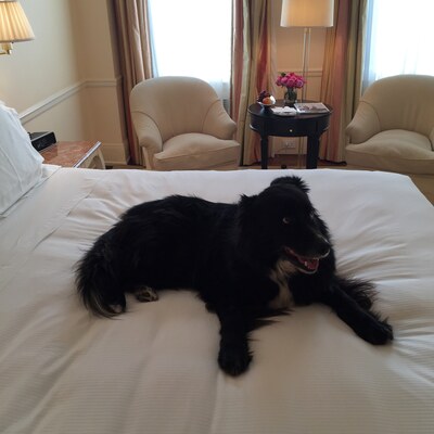 Barney at the Carlyle
The Carlyle, New York, 1 April 2015. From a beach in Ireland to Frette linen in the Carlyle.
Avainsanat: barney;border collie;new york;carlyle;hotel