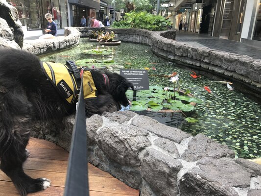 Barney and the carp
Honolulu, 10 February 2018. He liked carp, and would watch them for hours.
Ключові слова: barney;border collie;honolulu;carp;koi