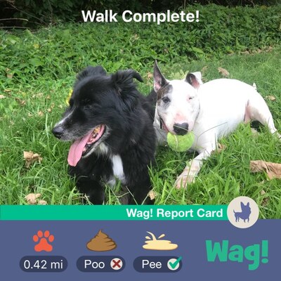Walk complete
Barney and Mana. Undated.
Anahtar kelimeler: barney;mana;border collie;bull terrier