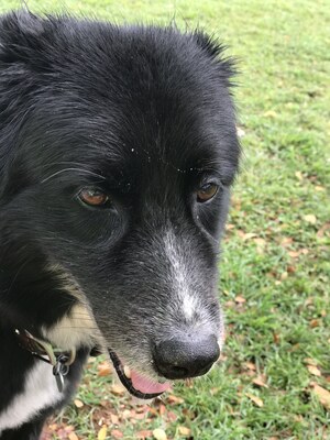 Barney
West Oahu, 28 April 2017.
Ключевые слова: barney;border collie;oahu;hawaii