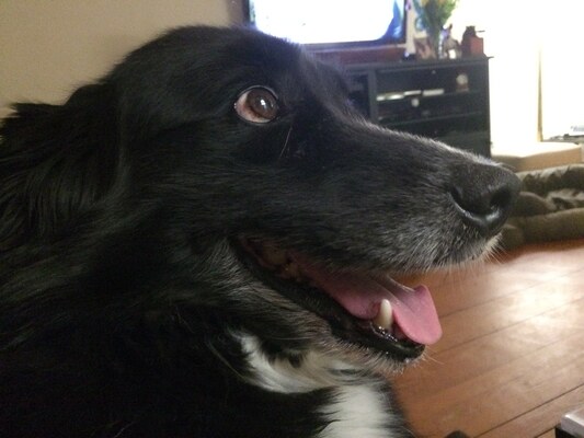 Barney in Vermont
Vermont, 5 March 2015.
Mots-clés: barney;border collie;vermont