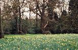 Madresfield-Daffodils.jpg