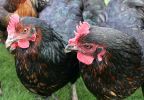 gossipy-chickens.jpg