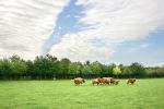 highland-cattle-running.jpg