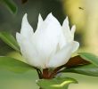 magnolia~0.jpg