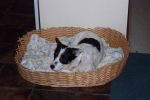 Bobbie making himself at home in Bonnie_s basket.jpg