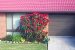 Poinsettia outside unit opposite Mum_s unit in Cooranbong July 2005a.jpg